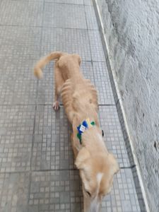 São Bernardo do Campo/SP - Ajudar a neném Cristal 