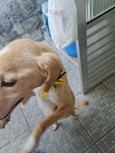 Animais - Ajudar a neném Cristal 