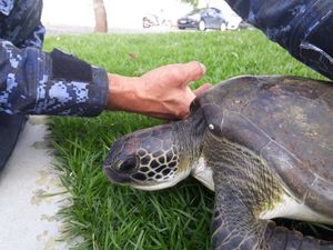 AJUDE OS ANJOS DO MAR A RESGATAR ANIMAIS MARINHOS!!! imagem 7