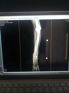 Causas e Comunidade - Salve o Pretinho: Uma chance de recomeçar para um guerreiro de rua