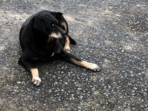 Vaquinha Online - Salve o Pretinho: Uma chance de recomeçar para um guerreiro de rua