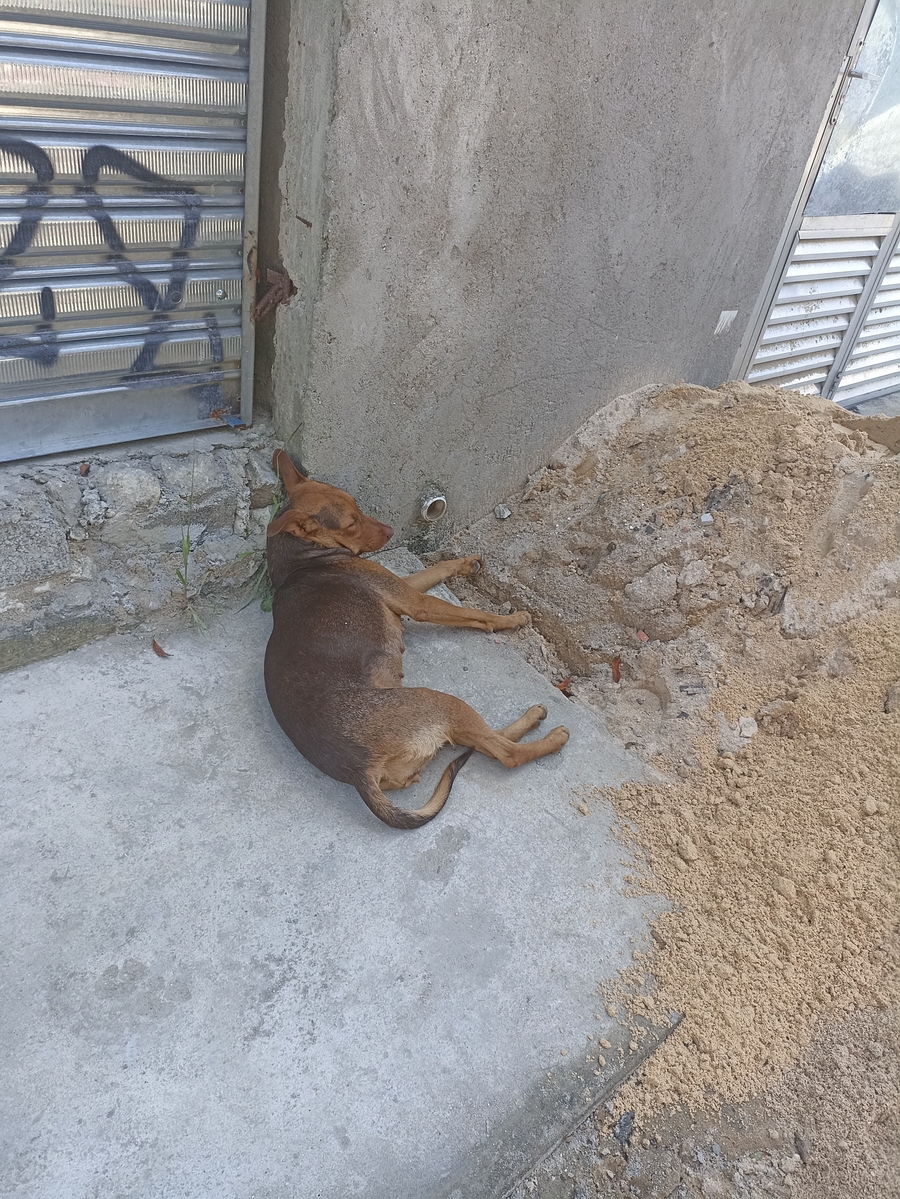 Animais - Castraçao dog de rua