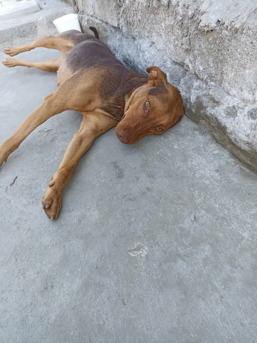Castraçao dog de rua