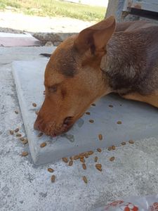 Vaquinha Online - Castraçao dog de rua