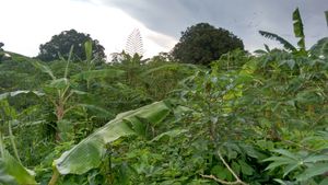 Crowdfunding - Reforesting the world