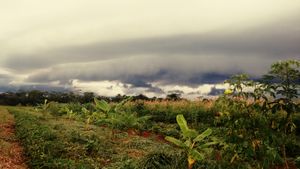 Aparecida do Rio Doce/GO - Reforesting the world