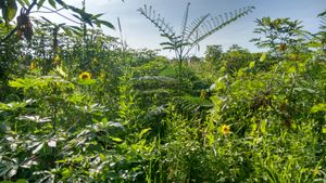 Reforesting the world - Reforesting the world