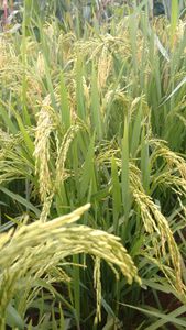 Meio ambiente - Reforesting the world