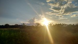 Reforesting the world imagem 9