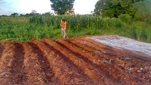 Reforesting the world imagem 7