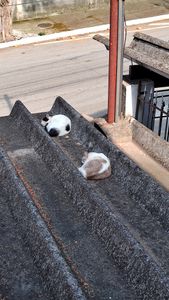 São Paulo/SP - Nos ajude a Pagar o Aluguel