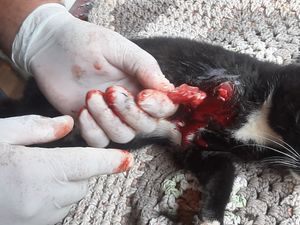 Vaquinha Online - Tratamento pós cirurgia.