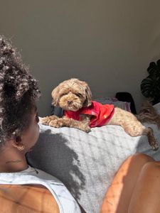 Vaquinha Online - Ajude a salvar minha cachorrinha 🐶🤍