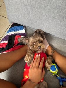 Ajude a salvar minha cachorrinha 🐶🤍