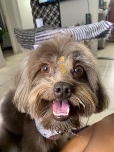 Ajude a salvar minha cachorrinha 🐶🤍 - Ajude a salvar minha cachorrinha 🐶🤍