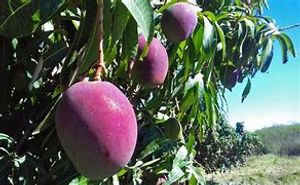 PROJETO VERDE imagem 8