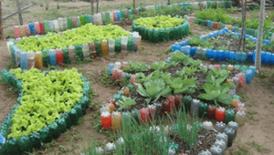 Meio ambiente - PROJETO VERDE