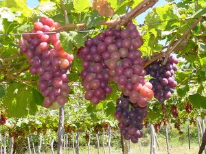 PROJETO VERDE - PROJETO VERDE