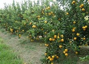 Jaboticabal/SP - PROJETO VERDE