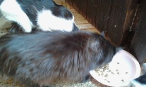 60 Gatos pedem sua Ajuda imagem 6