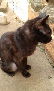 Vaquinha Online - 60 Gatos pedem sua Ajuda