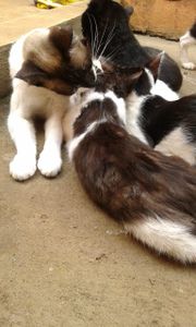 Osasco/SP - 60 Gatos pedem sua Ajuda