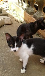 Animais - 60 Gatos pedem sua Ajuda