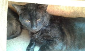 Lar dos 60 gatos - 60 Gatos pedem sua Ajuda