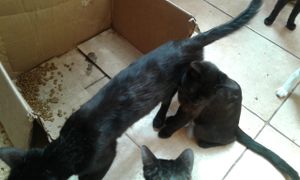 60 Gatos pedem sua Ajuda imagem 7