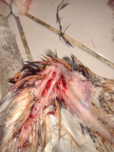 Vaquinha Online - Ajude a Coruja Murucututu!