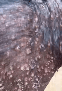 Vaquinha Online - Help saving this young dog's life 