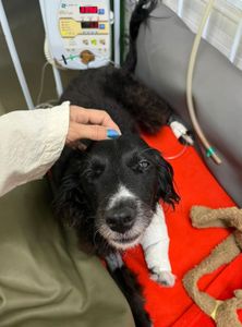 De Quebrada Para Saltitante: Ajude Lili! imagem 9