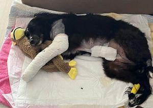 De Quebrada Para Saltitante: Ajude Lili! imagem 8