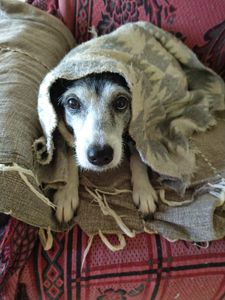 Vaquinha Online - Ajude a Calliope Torres