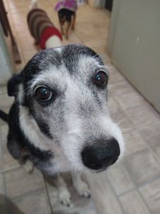 Animais - Ajude a Calliope Torres