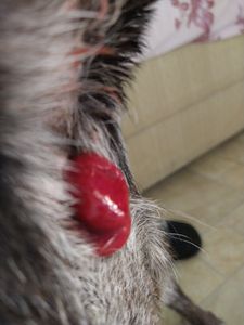 Ajude a Calliope Torres imagem 6