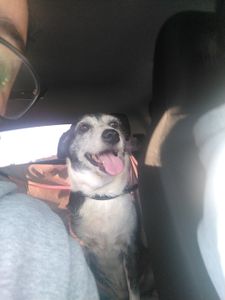 null - Ajude a Calliope Torres