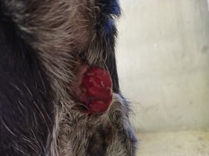 Itu/SP - Ajude a Calliope Torres