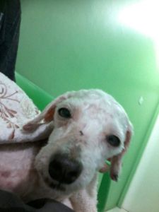 Animais - Ajude a me ajudar animais em condições precárias! 