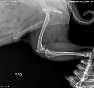 São Paulo/SP - Ajude a me ajudar animais em condições precárias! 