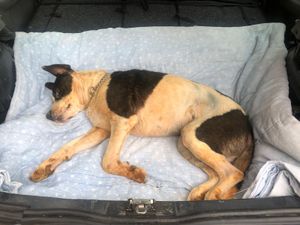 Clínica Veterinária Popular Cão Sem Dono imagem 7