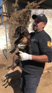 Clínica Veterinária Popular Cão Sem Dono imagem 6