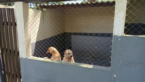 São Paulo/SP - Clínica Veterinária Popular Cão Sem Dono