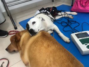 Animais - Clínica Veterinária Popular Cão Sem Dono