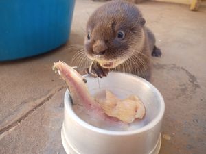 Animais - Projeto Míù - Reabilitação de uma lontra