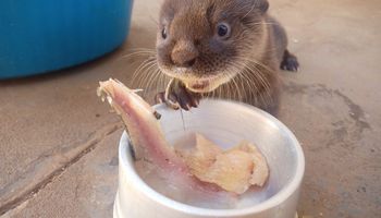 Projeto Míù - Reabilitação de uma lontra
