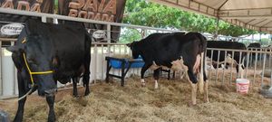 Tudo 13 'A ARTE '. imagem 9