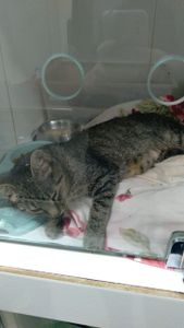 Vaquinha Online - Ajuda para custear o tratamento da Princesa