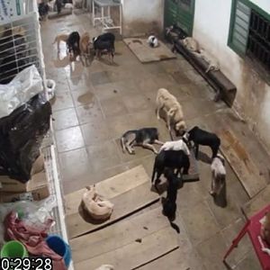 Ajude a salvar esses animais imagem 6