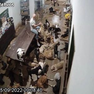 Animais - Ajude a salvar esses animais